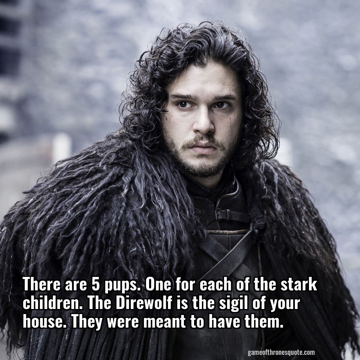 There are 5 pups. One for each of the stark children. The Direwolf is the sigil of your house. They were meant to have them.